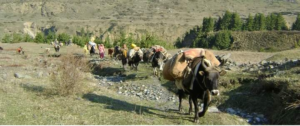 Tribal villagers, on way to their summer migration to their respective villages in Vyas valley of himalayan region have heaved a sigh of relief as the Border roads organization has opened the blocked road at Chiyalekh, facilitating villagers to cross over to their respective villagers with their animal herds.